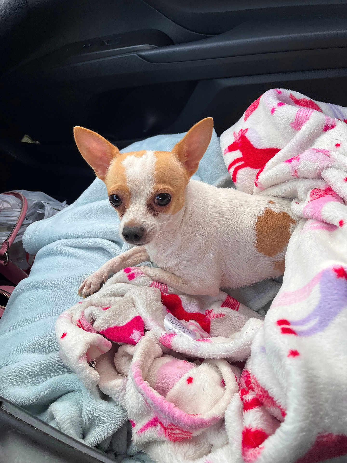 Pablo is registered to the contest to win money with this photo: dog, chihuahua, small_dog, pet, blanket, car_interior, seat, cozy, fur, ears, cute, animal, companion, travel, resting, looking, white, brown_spot, soft_texture, indoors