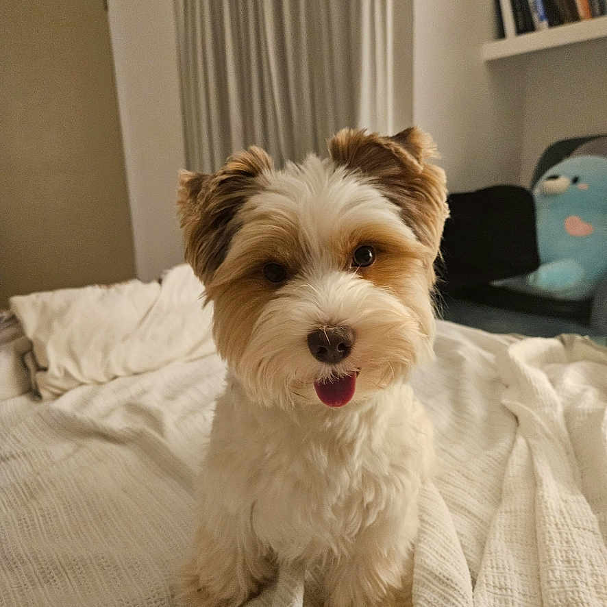 Koda is registered to the contest to win money with this photo: animal, bed, bookshelf, cozy, cute, dog, domestic, ears_up, fluffy, fur, happy, indoor, pet, plush_toy, room, sitting, small_dog, smiling, tongue_out, white_bedspread