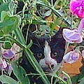 Delphine B. D.