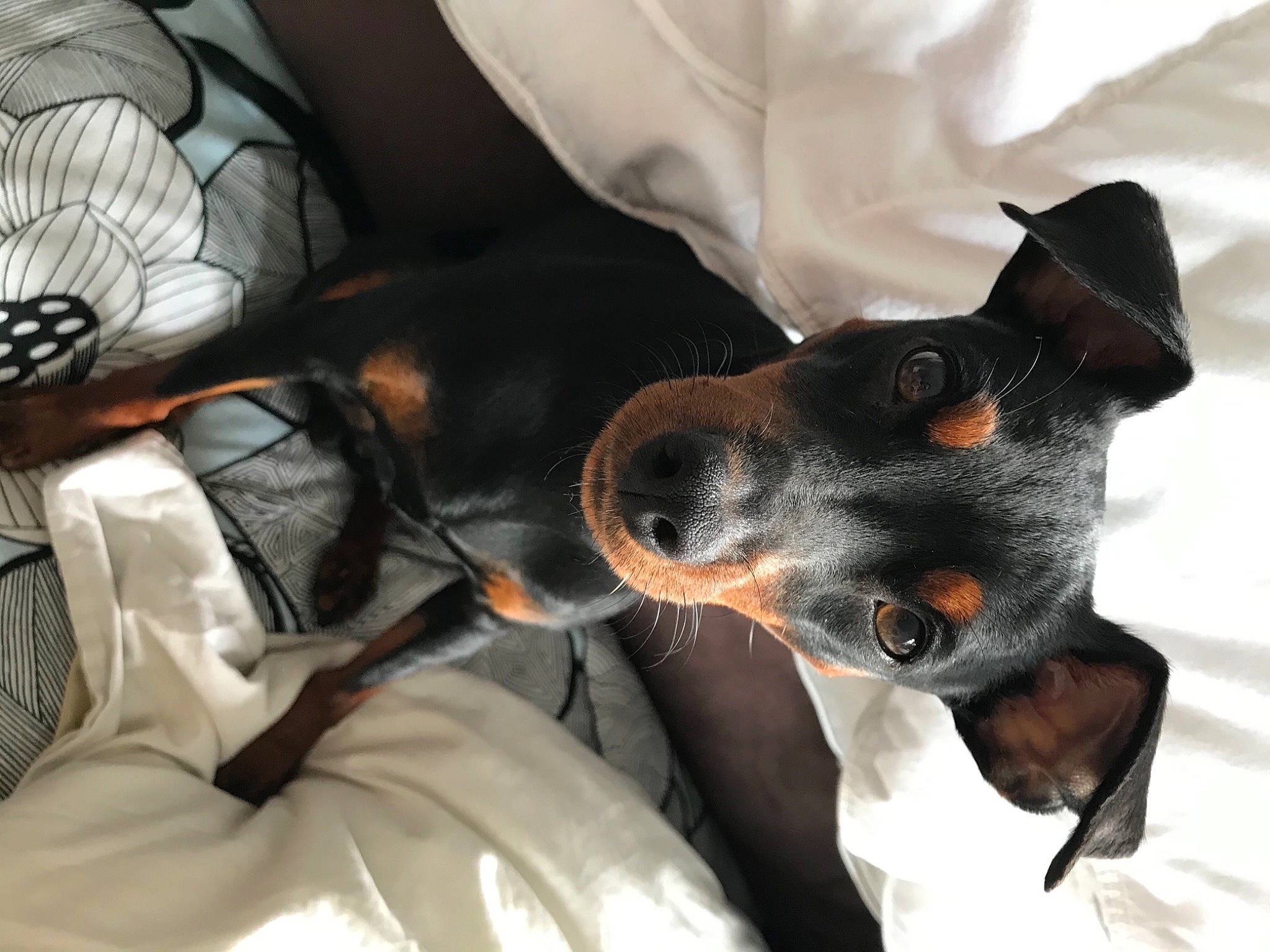 Neya a rejoint le concours — aidez-le/la à gagner de superbes lots ! canidae, carnivore, collar, comfort, companion_dog, dog, dog_breed, ear, fur, gadget, guard_dog, linens, mammal, paw, prazsky_krysarik, sporting_group, terrier, toy_dog, whiskers, working_animal