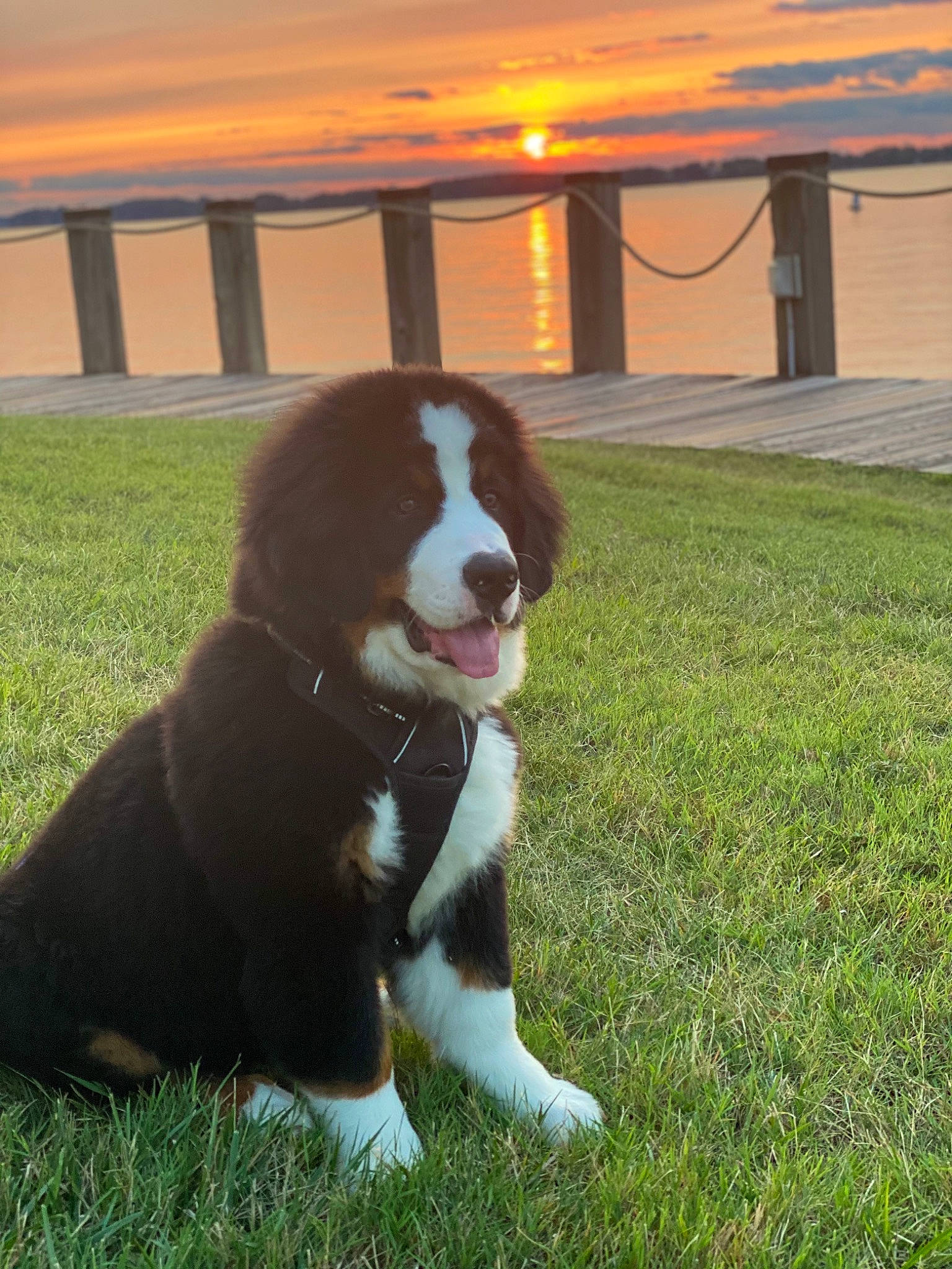 Sullie is registered to the contest to win money with this photo: canidae, carnivore, companion_dog, dog, dog_breed, door, fur, grass, gun_dog, herding_dog, light, liver, plant, sky, snout, sporting_group, tail, whiskers, window, working_dog