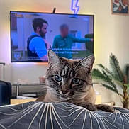 Loka a rejoint le concours — aidez-le/la à gagner de superbes lots ! cat, blue_eyes, indoor, living_room, blanket, pattern, television, blurred_people, plant, furniture, portrait, pet, relaxed, cozy, home, domestic, animal, focus, close_up, resting