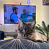 cat, blue_eyes, indoor, living_room, blanket, pattern, television, blurred_people, plant, furniture, portrait, pet, relaxed, cozy, home, domestic, animal, focus, close_up, resting