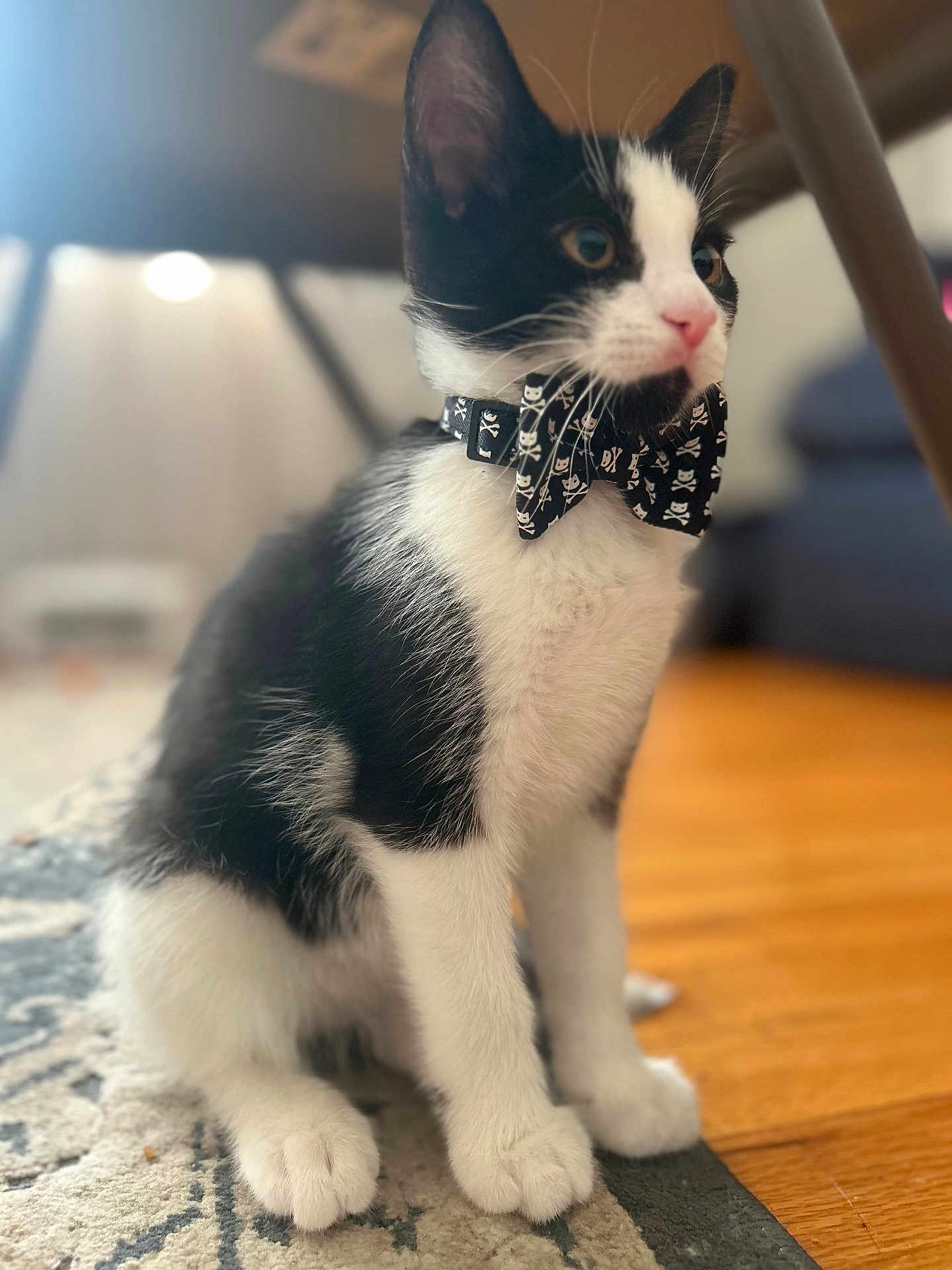 Tito joined the competition — help win amazing prizes! cat, kitten, black_and_white, bow_tie, pet, animal, indoor, floor, carpet, curious, whiskers, paws, young, feline, domestic, cute, sitting, close_up, portrait, blurred_background