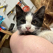 Tito is registered to the contest to win money with this photo: kitten, cat, pet, animal, black_and_white, fur, whiskers, face, eyes, nose, person, arm, hair, curly_hair, workshop, tools, pegboard, cord, close_up, indoor
