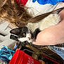 Tito joined the competition — help win amazing prizes! kitten, cat, black_and_white, person, hand, long_hair, workshop, tools, pegboard, bucket, blue_bag, jeans, fur, claw, face, indoor, holding, curious, pet, animal