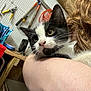 Tito joined the competition — help win amazing prizes! kitten, cat, black_and_white, person, arm, curly_hair, workshop, garage, tools, pegboard, pliers, orange_cord, wooden_shelf, red_bucket, blue_cloth, close_up, indoor, pet, animal, holding