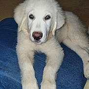 Beauregard is registered to the contest to win money with this photo: ai_generated, animal, blue_blanket, brown_floor, close_up, cute, dark_eyes, dog, fluffy, front_view, indoor, large_paws, long_hair, lying_down, pet, photograph, portrait, puppy, relaxed, white_dog