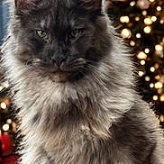 Kaia is registered to the contest to win money with this photo: animal, background, bokeh, cat, christmas_tree, cute, domestic_cat, ears, feline, festive, fluffy, gray_cat, green_eyes, holiday_lights, indoor, long_hair, pet, portrait, soft_fur, whiskers