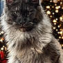 animal, background, bokeh, cat, christmas_tree, cute, domestic_cat, ears, feline, festive, fluffy, gray_cat, green_eyes, holiday_lights, indoor, long_hair, pet, portrait, soft_fur, whiskers