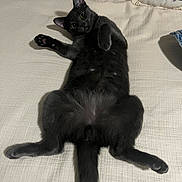 Canelo is registered to the contest to win money with this photo: cat, black_cat, pet, animal, lying_down, bed, pillow, feline, cute, relaxed, indoor, fur, whiskers, paw, tail, home, comfortable, resting, soft, cozy