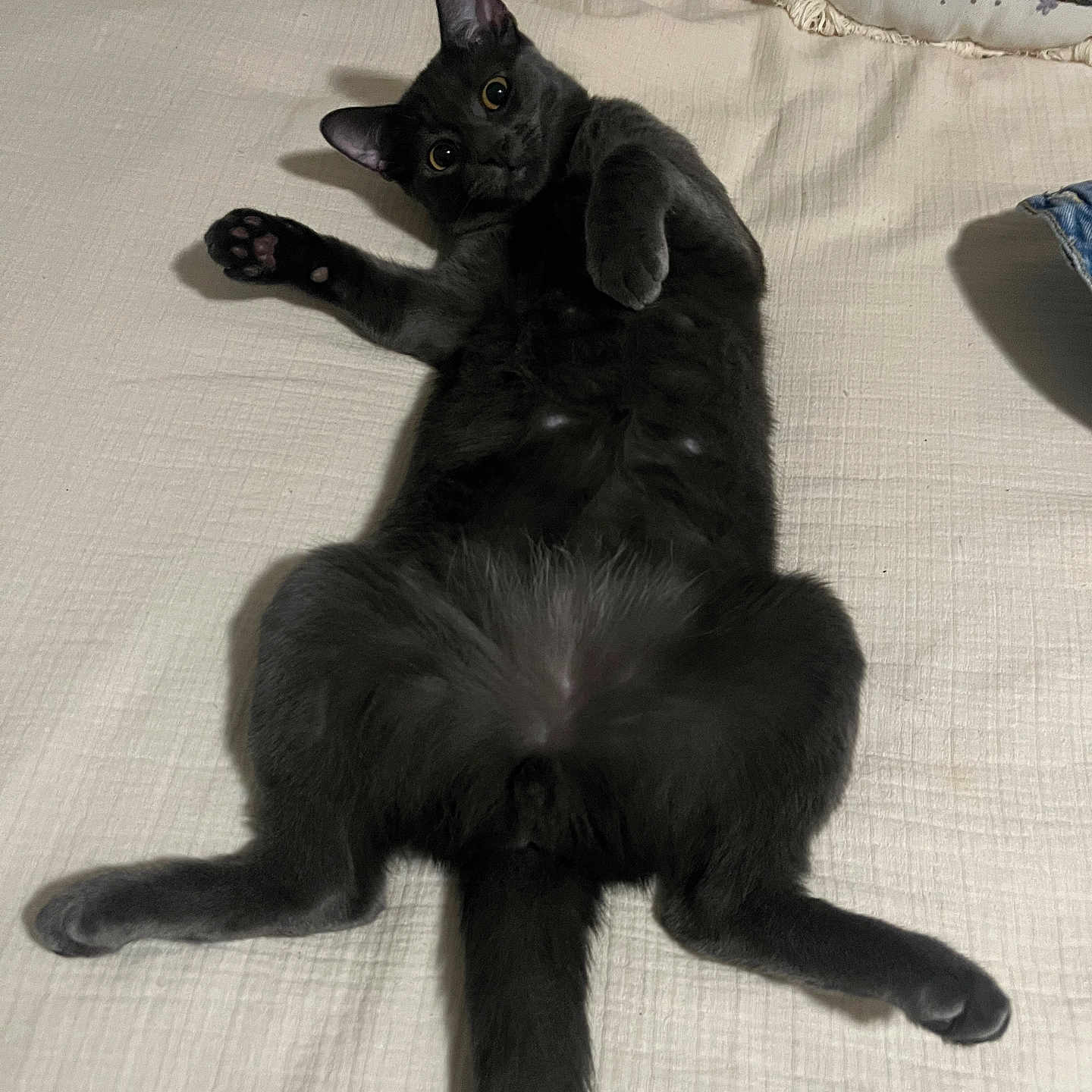 Canelo