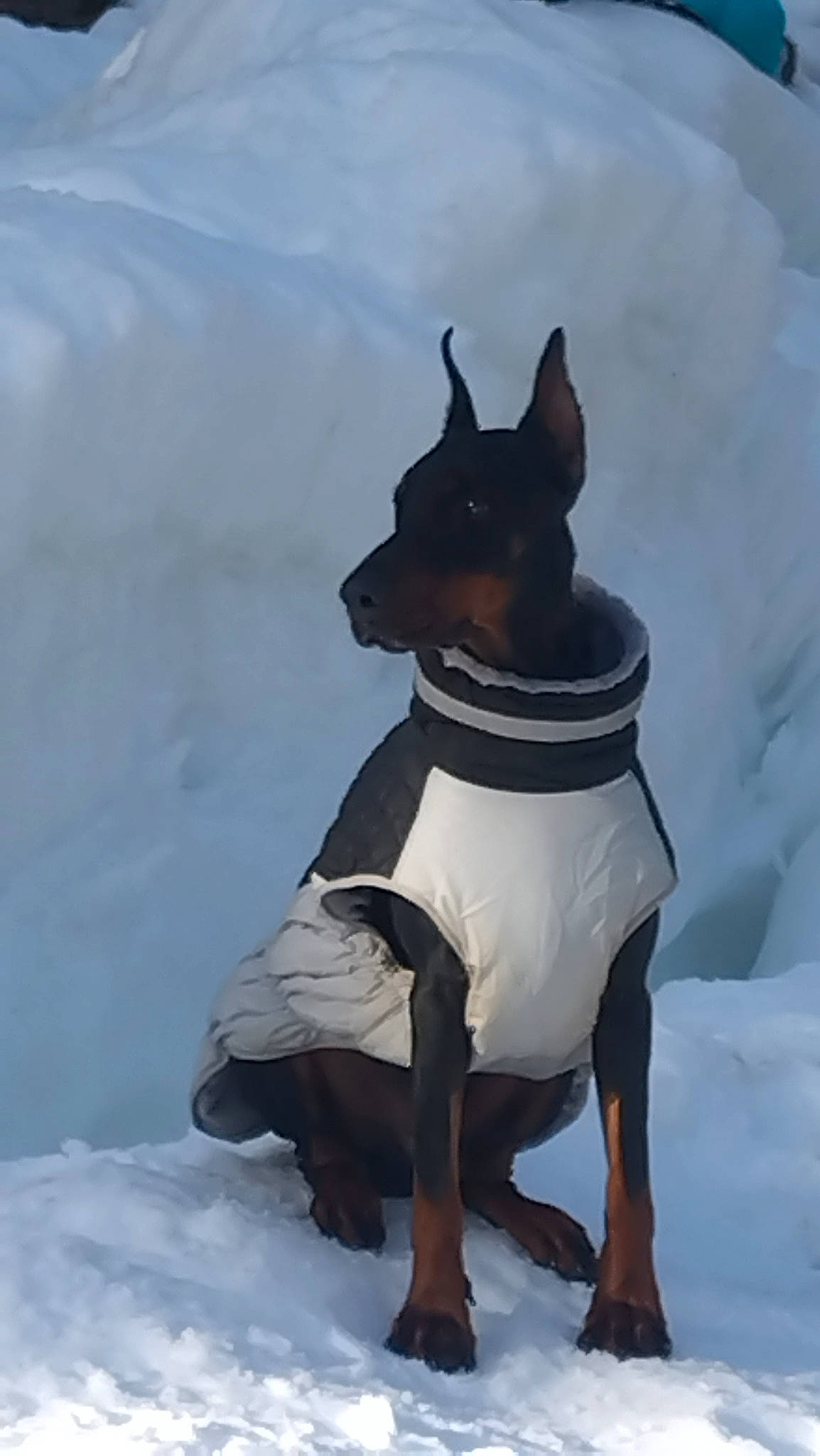 Sarko participe au concours pour gagner de l'argent avec cette photo : canidae, carnivore, collar, companion_dog, dog, dog_breed, dog_clothes, dog_collar, dog_supply, fawn, freezing, fur, guard_dog, snout, snow, sporting_group, toy_dog, whiskers, winter, working_animal