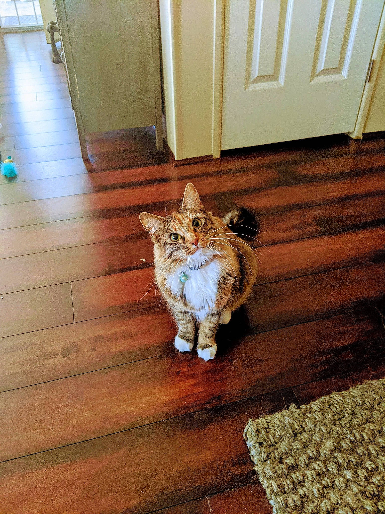Kanga is registered to the contest to win money with this photo: brown, carnivore, cat, door, fawn, felidae, floor, flooring, hardwood, laminate_flooring, mammal, pattern, small_to_medium_sized_cats, snout, tail, whiskers, window, wood, wood_flooring, wood_stain