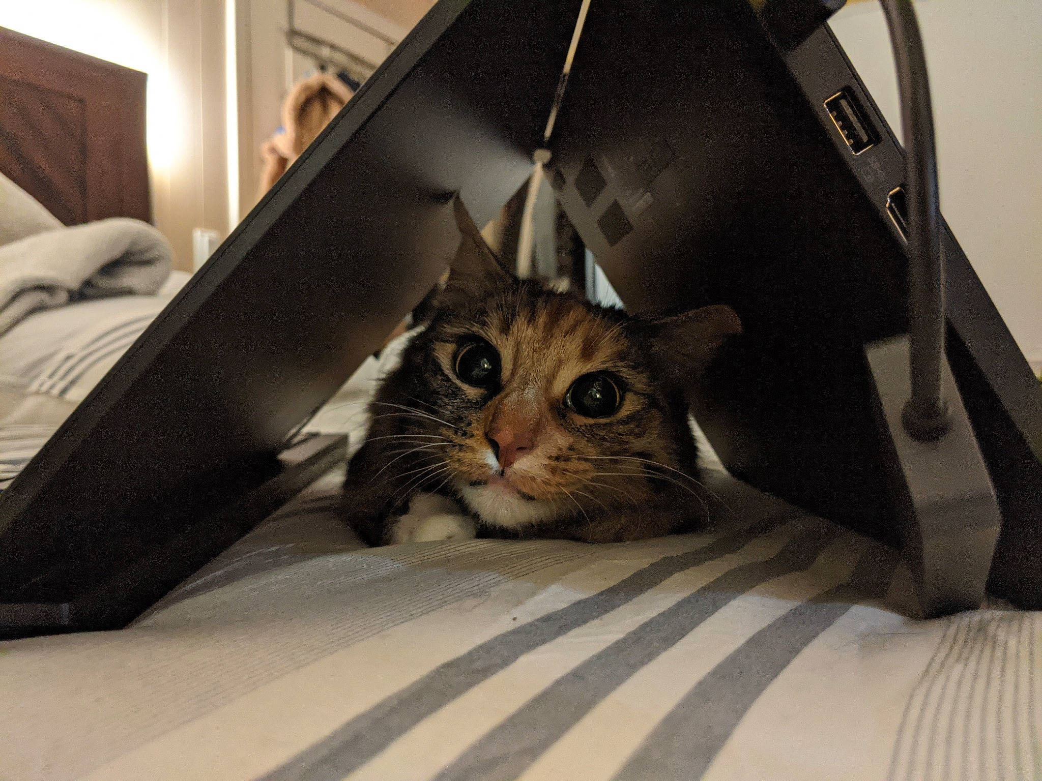 Kanga is registered to the contest to win money with this photo: automotive_design, box, cardboard, carnivore, cat, comfort, couch, domestic_short_haired_cat, felidae, fur, lamp, laptop, linens, mouse, netbook, picture_frame, room, small_to_medium_sized_cats, snout, whiskers