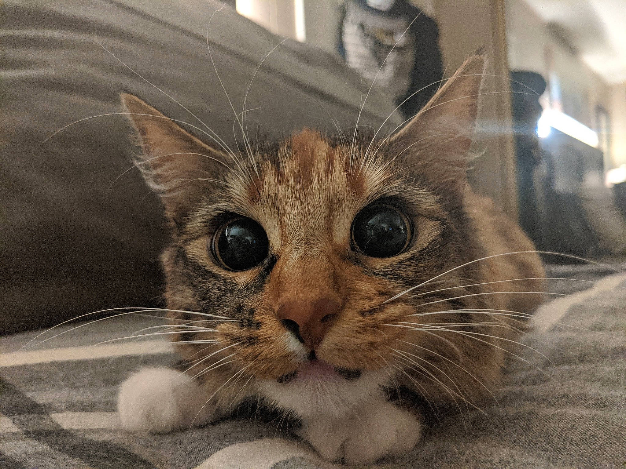 Kanga joined the competition — help win amazing prizes! carnivore, cat, claw, domestic_short_haired_cat, eye, felidae, fur, paw, small_to_medium_sized_cats, snout, terrestrial_animal, whiskers, window