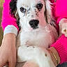 animal, black_spots, casual_clothing, closeup, comfort, companionship, cuddle, cute, dog, domestic_animal, friendly, fur, hands, indoor, person, pet, pink_sweater, portrait, relaxing, white_dog