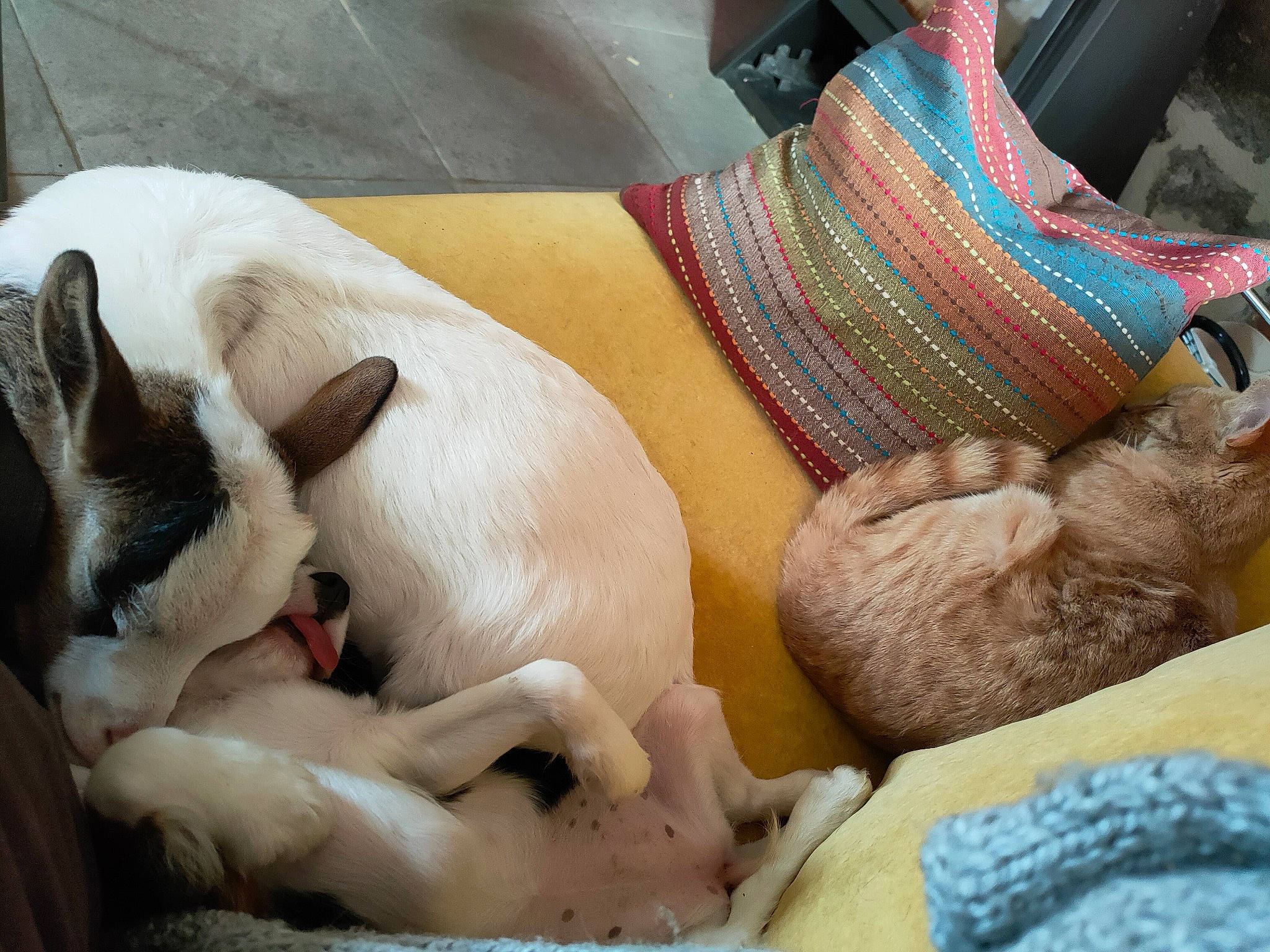 Caramel participe au concours pour gagner de l'argent avec cette photo : carnivore, comfort, companion_dog, dog, dog_breed, fawn, felidae, foot, fur, human_leg, leg, linens, mammal, nap, paw, small_to_medium_sized_cats, snout, sporting_group, vertebrate, whiskers