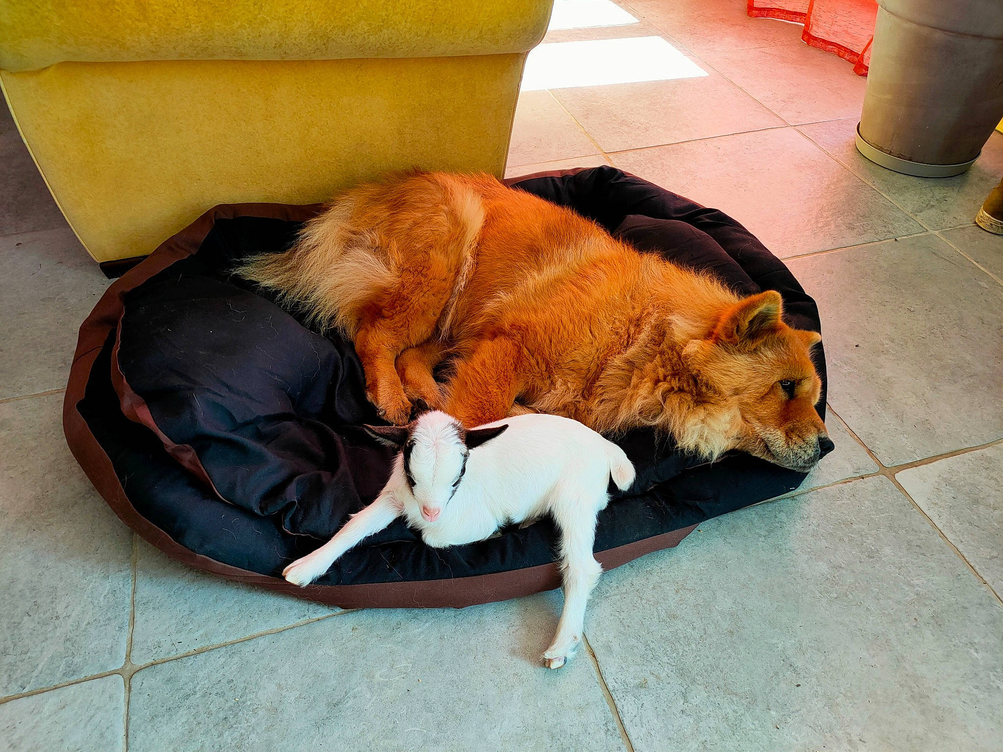 Jeepsy a rejoint le concours — aidez-le/la à gagner de superbes lots ! carnivore, collar, comfort, companion_dog, couch, dog, dog_breed, fawn, felidae, floor, flooring, fur, leash, paw, pet_supply, small_to_medium_sized_cats, snout, tail, whiskers, working_animal