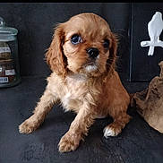 Xena participe au concours pour gagner de l'argent avec cette photo : animal, bird, canine, clothing, cockerspaniel, cross, cup, cutlery, dog, footwear, jar, papillon, pet, pottery, puppy, shoe, spoon, symbol, terrier, vase