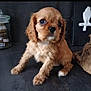 animal, bird, canine, clothing, cockerspaniel, cross, cup, cutlery, dog, footwear, jar, papillon, pet, pottery, puppy, shoe, spoon, symbol, terrier, vase