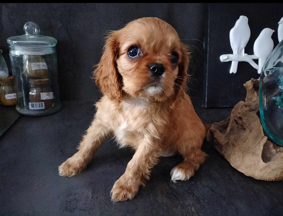 Xena participe au concours pour gagner de l'argent avec cette photo : animal, bird, canine, clothing, cockerspaniel, cross, cup, cutlery, dog, footwear, jar, papillon, pet, pottery, puppy, shoe, spoon, symbol, terrier, vase