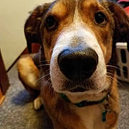 Yankee is registered to the contest to win money with this photo: dog, close_up, nose, pet, animal, indoor, brown_fur, white_fur, collar, tag, whiskers, ears, floor, carpet, curious, portrait, canine, domestic_animal, face, cute