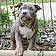 Bagheera