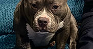 Vay a rejoint le concours — aidez-le/la à gagner de superbes lots ! dog, pitbull, pet, indoor, couch, furniture, blue_couch, animal, canine, companion, seated, looking_down, short_hair, domestic_animal, mammal, resting, household, cozy, person_part, relaxed