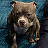 dog, pitbull, pet, indoor, couch, furniture, blue_couch, animal, canine, companion, seated, looking_down, short_hair, domestic_animal, mammal, resting, household, cozy, person_part, relaxed