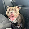 dog, pitbull, car_interior, seat, tongue_out, smiling, pet, animal, canine, happy, indoor, black_seat, fabric, closeup, companion, domestic_animal, mammal, fur, ears, eyes