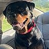 Bear is registered to the contest to win money with this photo: animal, black, brown, canine, car_interior, closeup, collar, dog, domestic_animal, fur, happy, pet, portrait, rottweiler, seat, smiling, sunlight, teeth, tongue, window