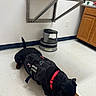 Bear joined the competition — help win amazing prizes! animal, black_dog, cabinet, canine, dog, floor, hand, indoor, interaction, metal_table, office, person, pet, red_collar, resting, service_dog, service_vest, step_stool, tile_floor, training