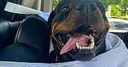 Bear joined the competition — help win amazing prizes! animal, blanket, canine, car_interior, closeup, companion, daylight, dog, domestic_animal, happy, leather_seat, nature_outside, pet, rottweiler, seat, smiling, tongue_out, travel, vehicle, window
