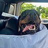 black_dog, brown_markings, canine, car, close_up, daylight, dog, greenery, happy, leather, nature, outdoor, pet, rottweiler, seat, seatbelt, smiling, tongue, vehicle_interior, window