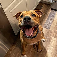 Cornbread joined the competition — help win amazing prizes! dog, brown_dog, happy, smiling, tongue_out, indoor, wooden_floor, kitchen, cabinet, pet, canine, collar, ears, flooring, looking_up, mammal, domestic_animal, friendly, animal, playful