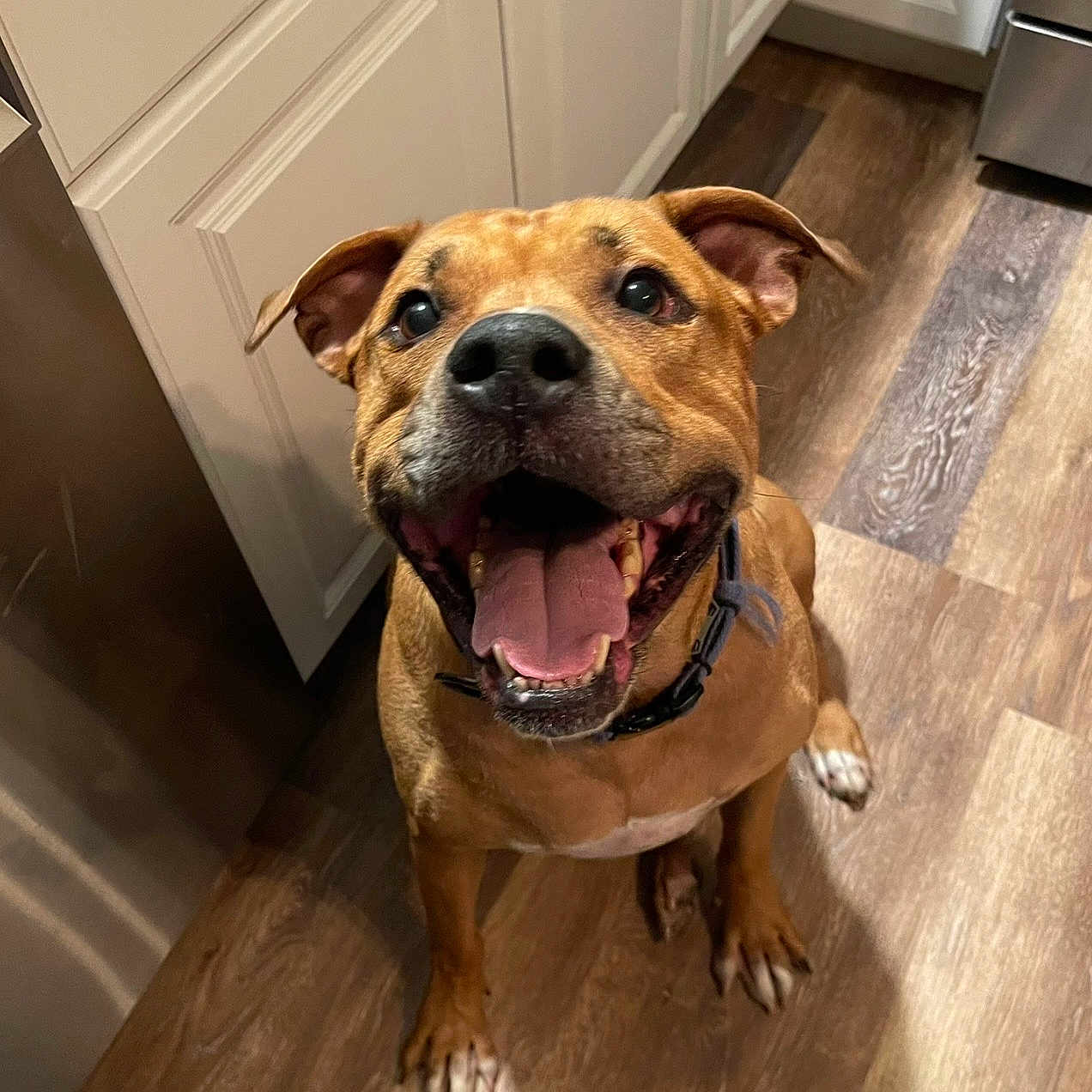 Cornbread joined the competition — help win amazing prizes! dog, brown_dog, happy, smiling, tongue_out, indoor, wooden_floor, kitchen, cabinet, pet, canine, collar, ears, flooring, looking_up, mammal, domestic_animal, friendly, animal, playful