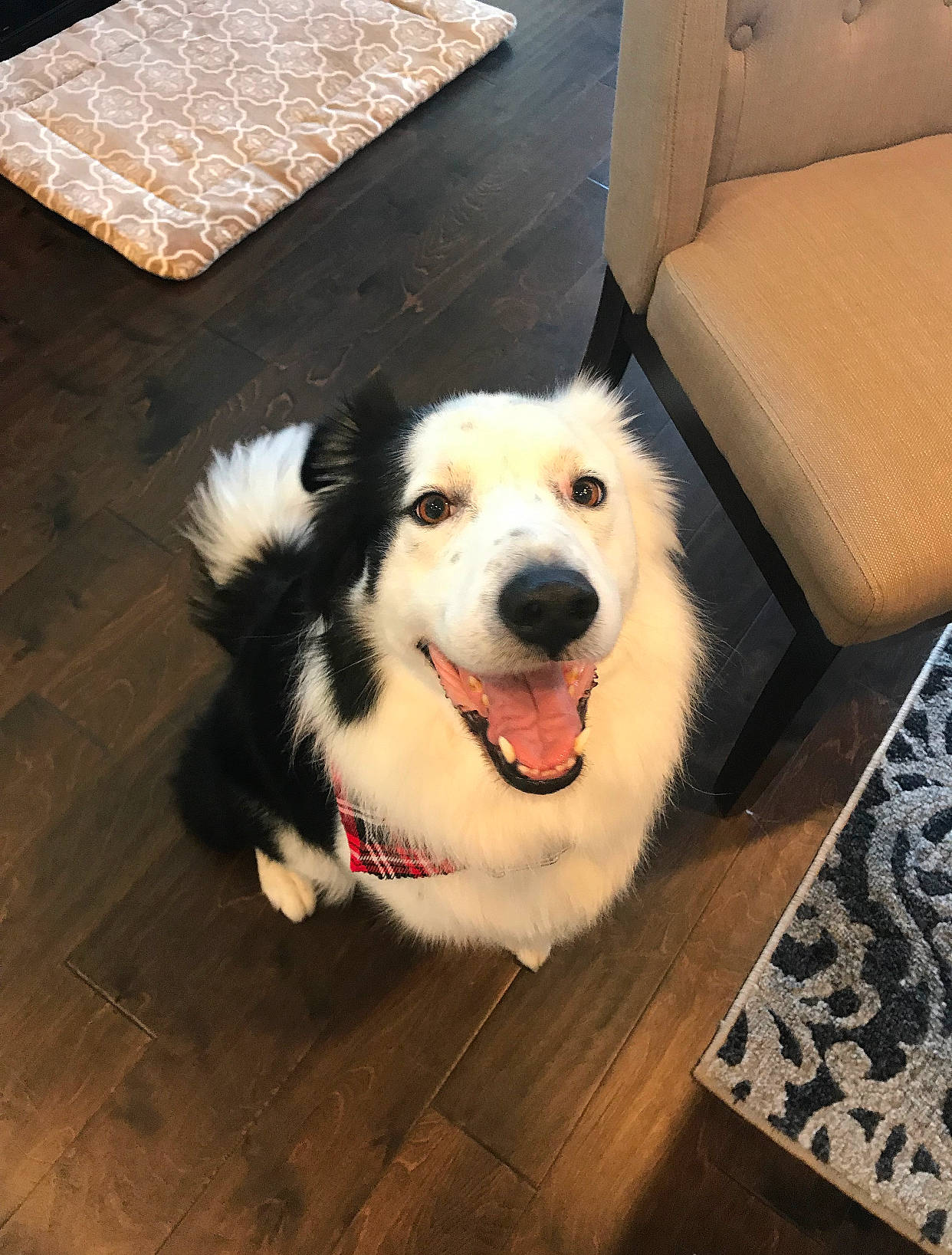 Brady joined the competition — help win amazing prizes! australian_shepherd, border_collie, canidae, carnivore, companion_dog, dog, dog_breed, mammal, mucuchies, rare_breed_dog, sporting_group, vertebrate, working_dog
