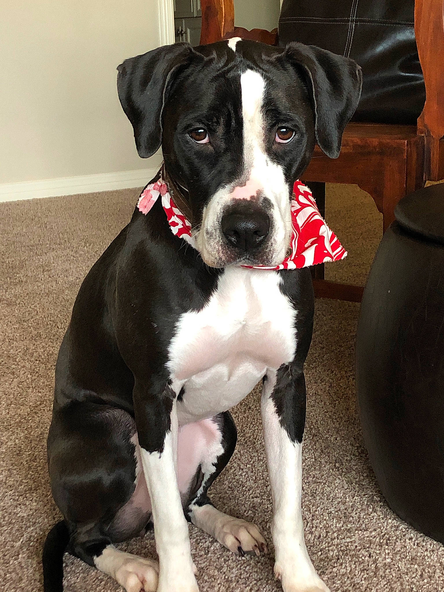 Matilda joined the competition — help win amazing prizes! american_pit_bull_terrier, american_staffordshire_terrier, canidae, carnivore, companion_dog, dog, dog_breed, fawn, great_dane, mammal, molosser, non_sporting_group, pit_bull, puppy, rare_breed_dog, snout, sporting_group, vertebrate, whiskers