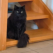 Daisy participe au concours pour gagner de l'argent avec cette photo : cat, black_cat, fluffy, stairs, wooden_stairs, tail, floor, tile_floor, pet, indoor, feline, animal, sitting, domestic_animal, fur, whiskers, eyes, quiet, resting, house