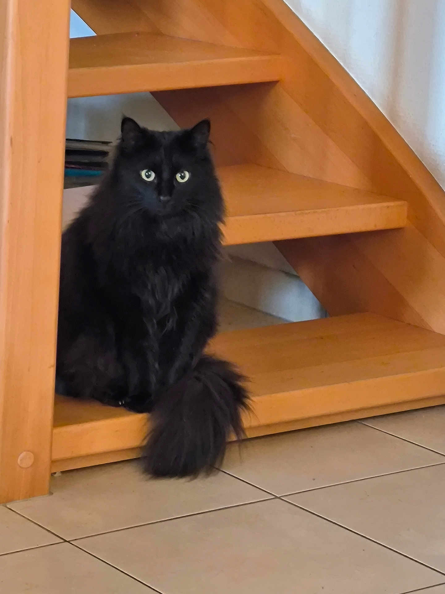 Daisy participe au concours pour gagner de l'argent avec cette photo : cat, black_cat, fluffy, stairs, wooden_stairs, tail, floor, tile_floor, pet, indoor, feline, animal, sitting, domestic_animal, fur, whiskers, eyes, quiet, resting, house