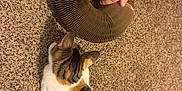 Mochi joined the competition — help win amazing prizes! animal, black, brown, calico_cat, cardboard, carpet, cat, curious, domestic, feline, floor, hand, household, indoor, orange, pet, play, striped, toy, white