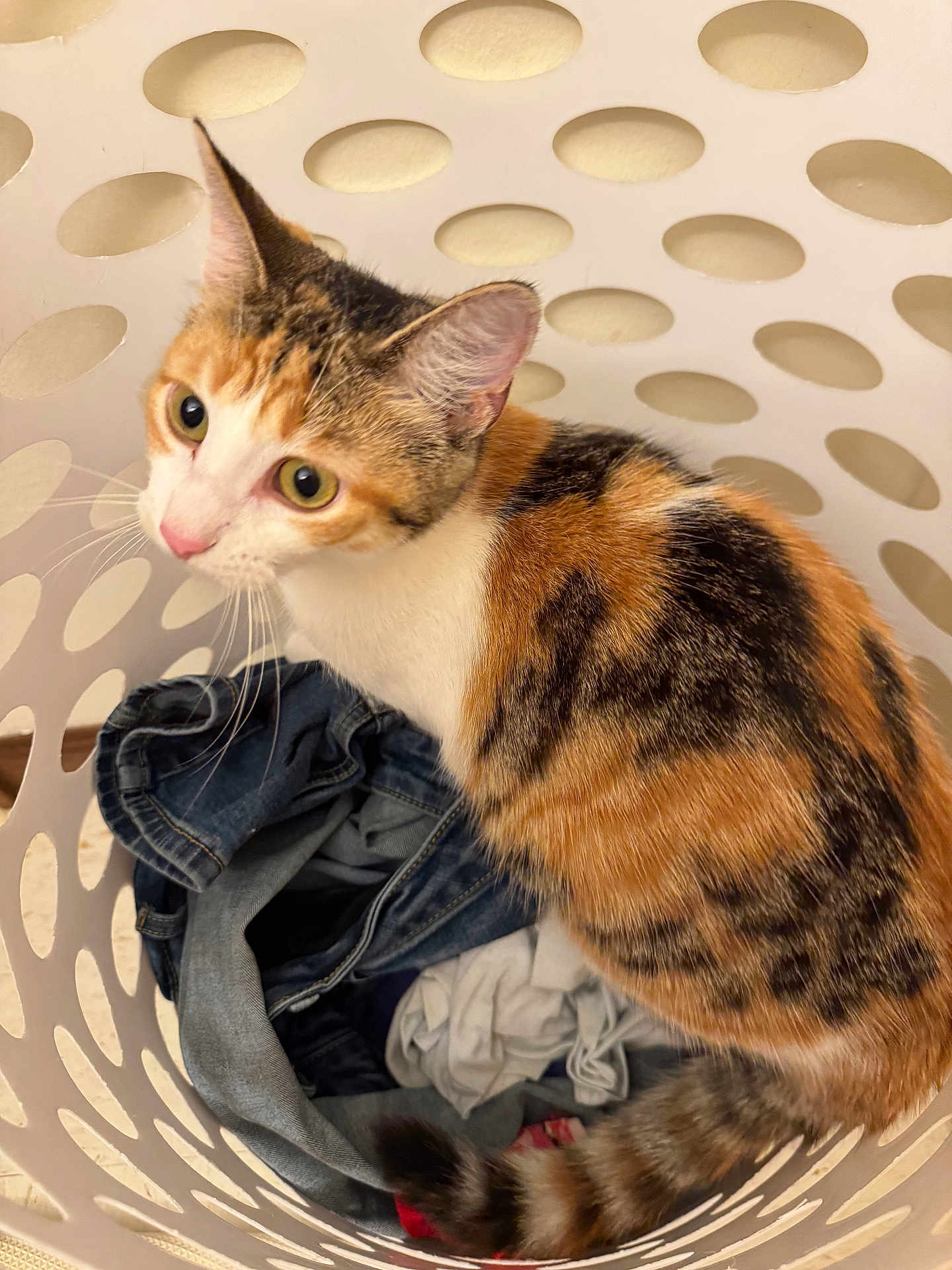 Mochi is registered to the contest to win money with this photo: calico_cat, cat, laundry_basket, clothes, indoor, curious, pet, fur, whiskers, tail, domestic_animal, close_up, eye_contact, striped_tail, household, white_basket, textile, fabric, soft_lighting, domestic_life