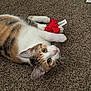 cat, calico, plush_toy, carpet, pet, animal, indoor, playful, fur, whiskers, cute, kitten, toy, relaxed, laying_down, brown, white, orange, pink_nose, curious