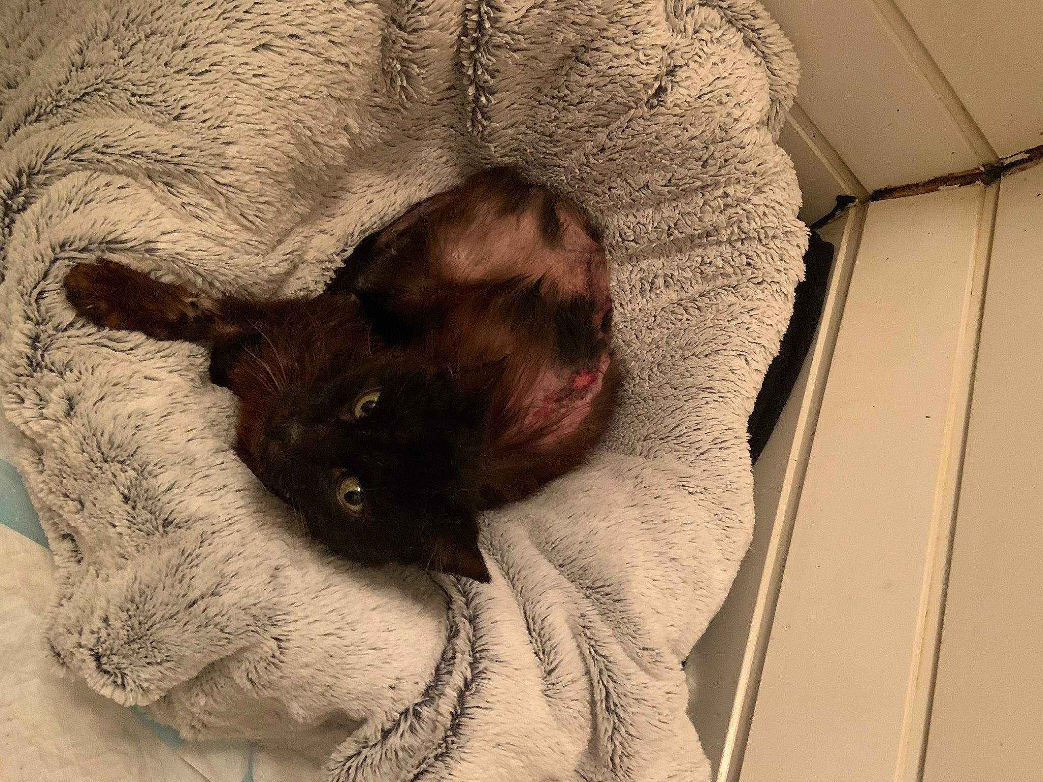 Onyx participe au concours pour gagner de l'argent avec cette photo : beard, carnivore, cat, comfort, domestic_short_haired_cat, fawn, felidae, fur, linens, mammal, room, small_to_medium_sized_cats, snout, tail, tints_and_shades, tree, vertebrate, whiskers, wood, wool