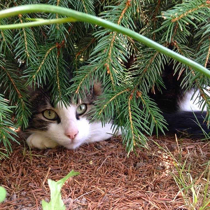 Pinou