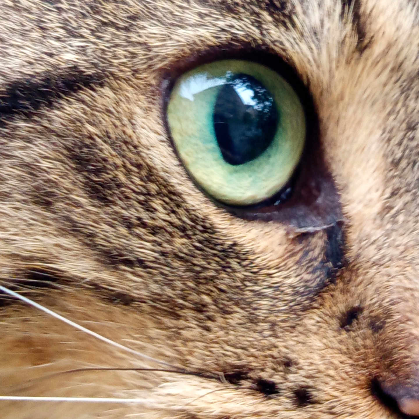 Zèbre participe au concours pour gagner de l'argent avec cette photo : animal, cat, close_up, cute, detail, domestic_animal, eye, face, feline, focus, fur, green_eye, macro, mammal, nature, pet, portrait, tabby, texture, whiskers