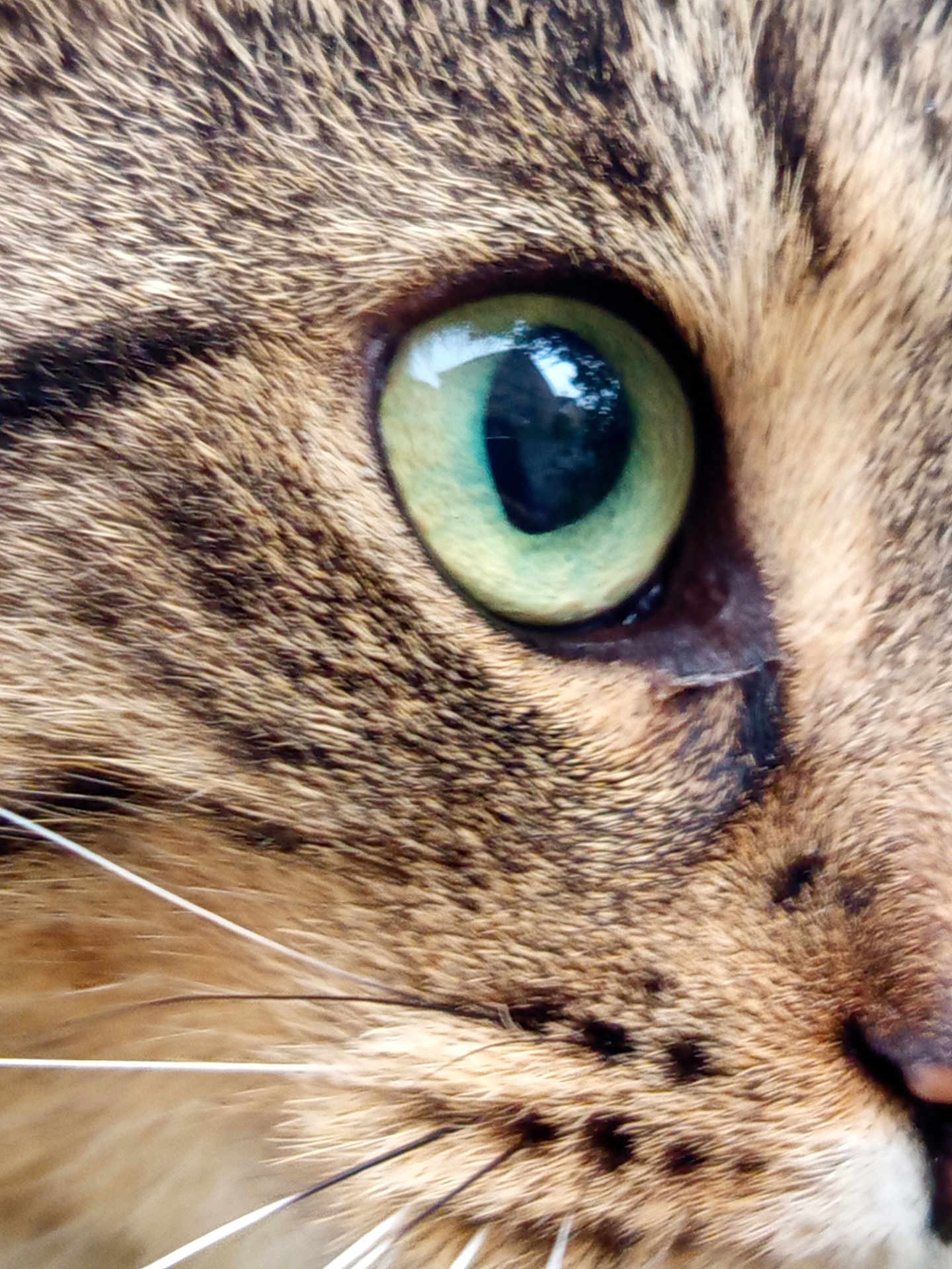 Zèbre participe au concours pour gagner de l'argent avec cette photo : animal, cat, close_up, cute, detail, domestic_animal, eye, face, feline, focus, fur, green_eye, macro, mammal, nature, pet, portrait, tabby, texture, whiskers