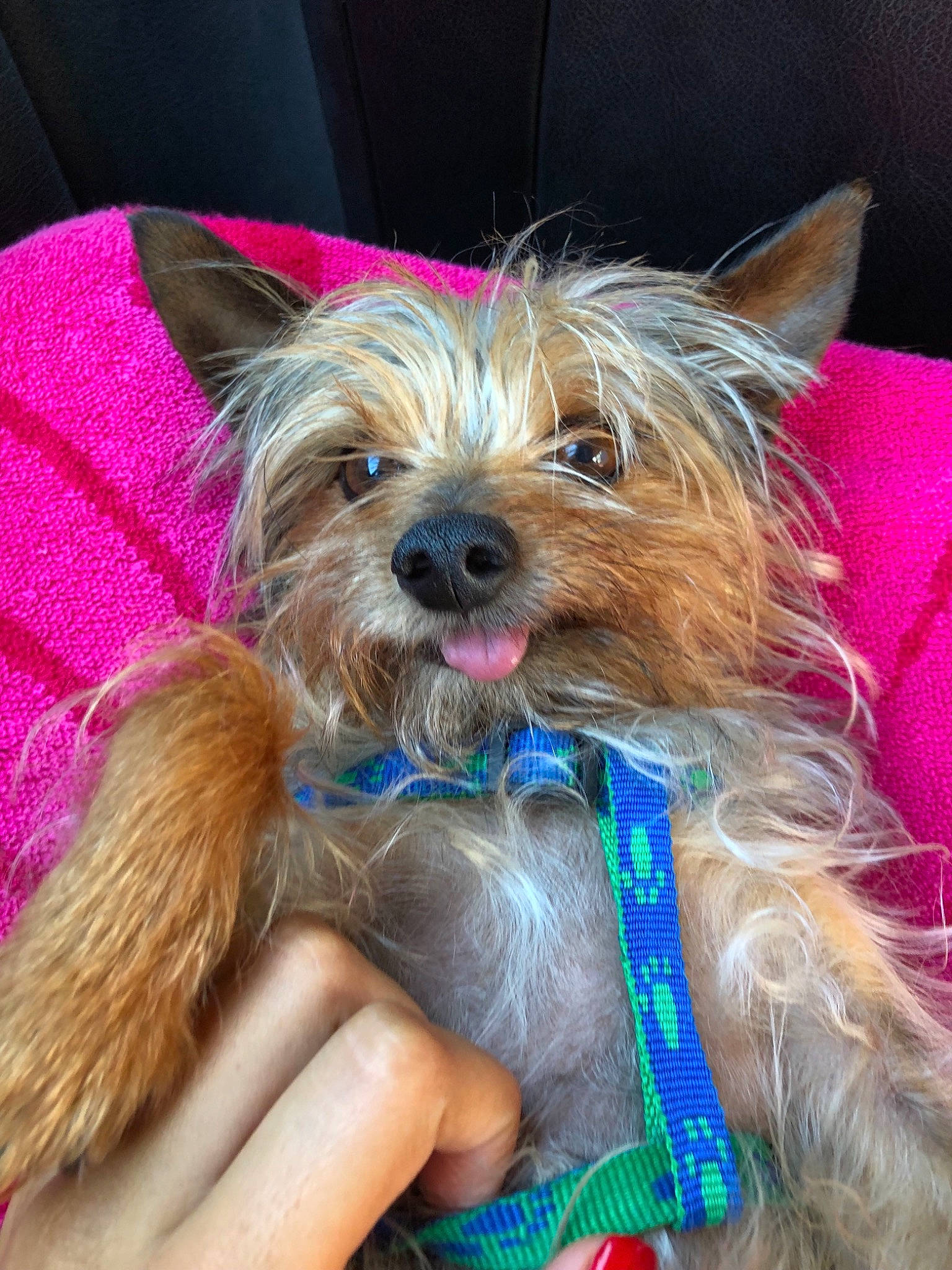 Kenzo participe au concours pour gagner de l'argent avec cette photo : australian_silky_terrier, australian_terrier, biewer_terrier, cairn_terrier, canidae, carnivore, companion_dog, dog, dog_breed, fawn, mammal, puppy, rare_breed_dog, small_terrier, terrier, toy_dog, vertebrate, yorkipoo, yorkshire_terrier