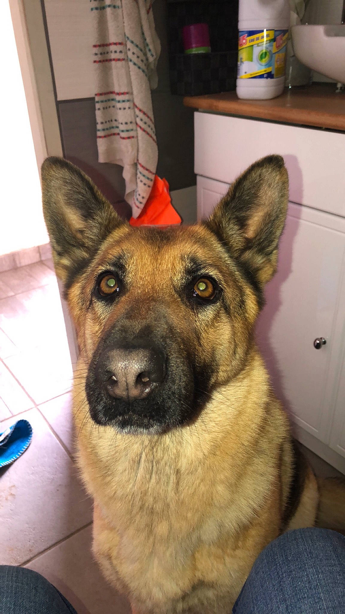 Moussa participe au concours pour gagner de l'argent avec cette photo : belgian_shepherd_malinois, canidae, carnivore, dog, dog_breed, east_european_shepherd, fawn, german_shepherd_dog, king_shepherd, kunming_wolfdog, mammal, norwegian_elkhound, old_german_shepherd_dog, rare_breed_dog, shiloh_shepherd_dog, snout, vertebrate